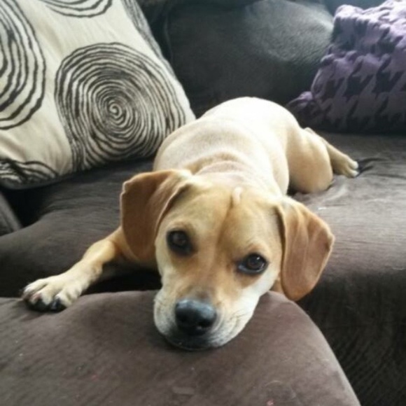 Peanut needs your help! Please offer like & share! - Picture 4 of 8